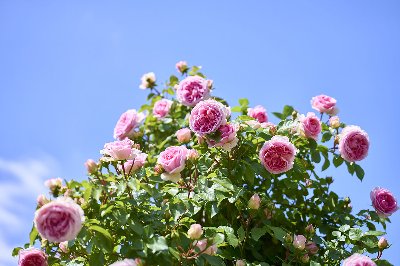 トップオブピーク