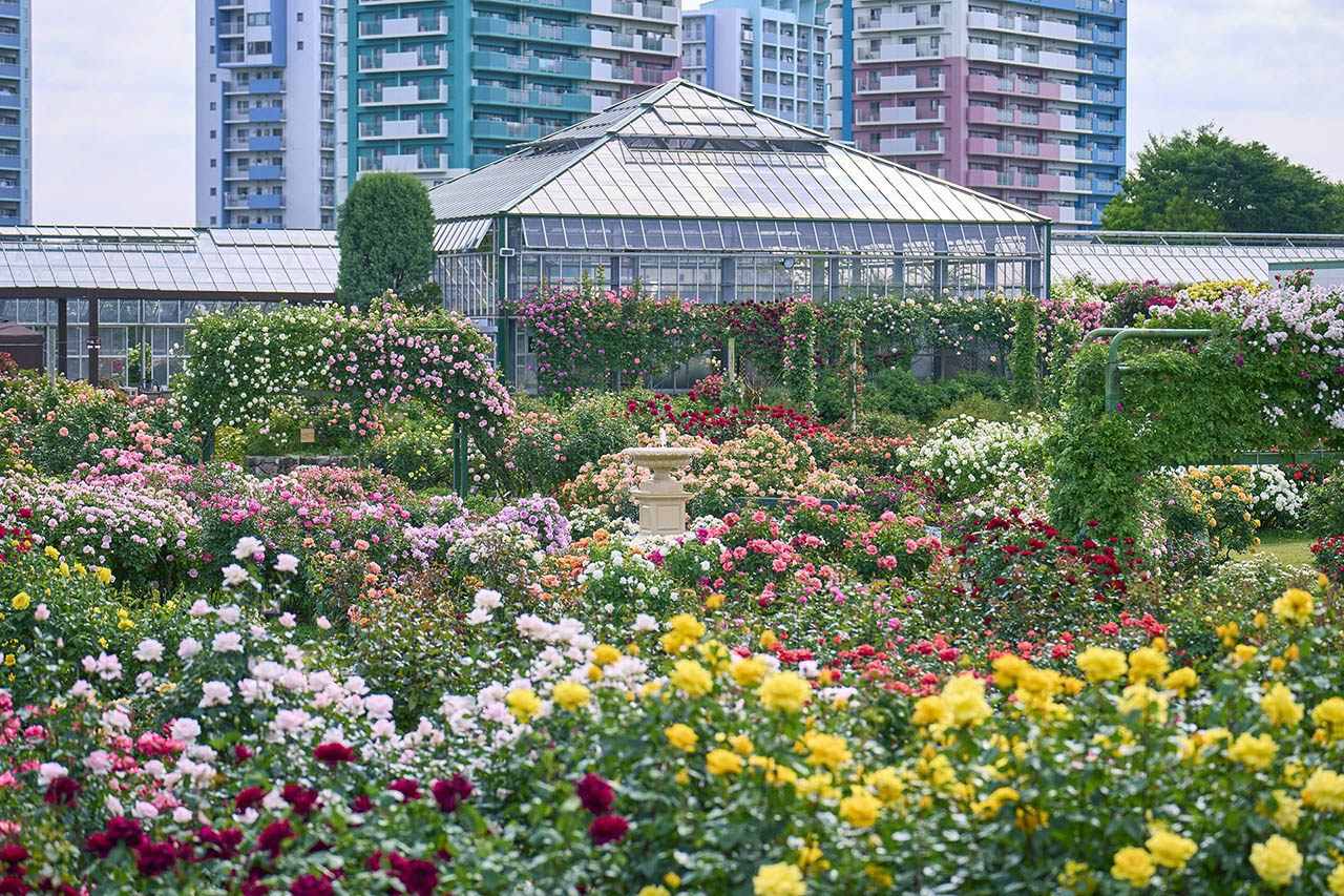 トップオブピーク