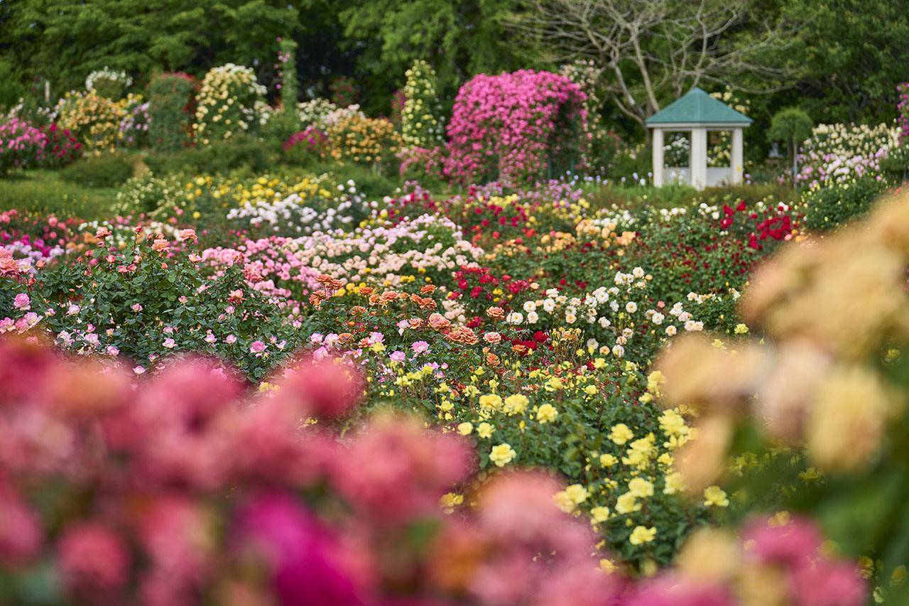 トップオブピーク