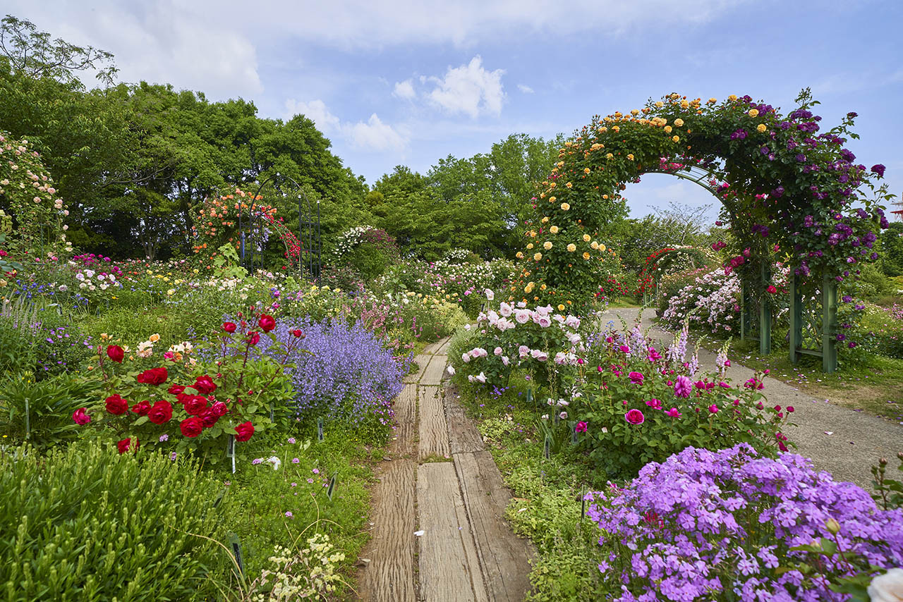 トップオブピーク