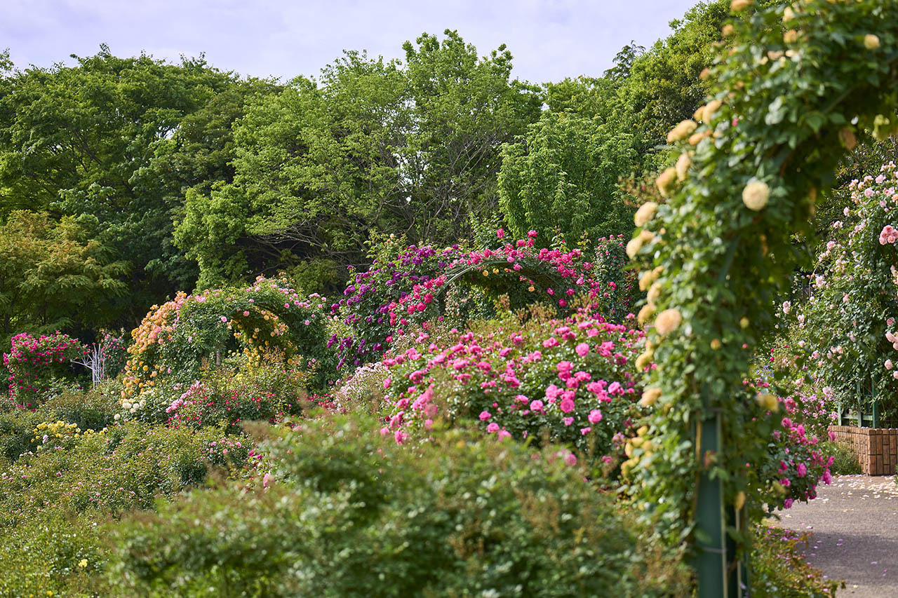 トップオブピーク