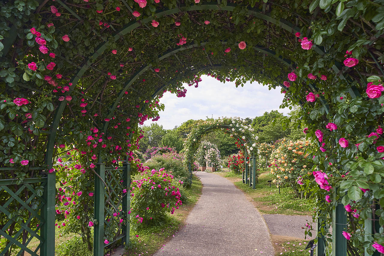 トップオブピーク