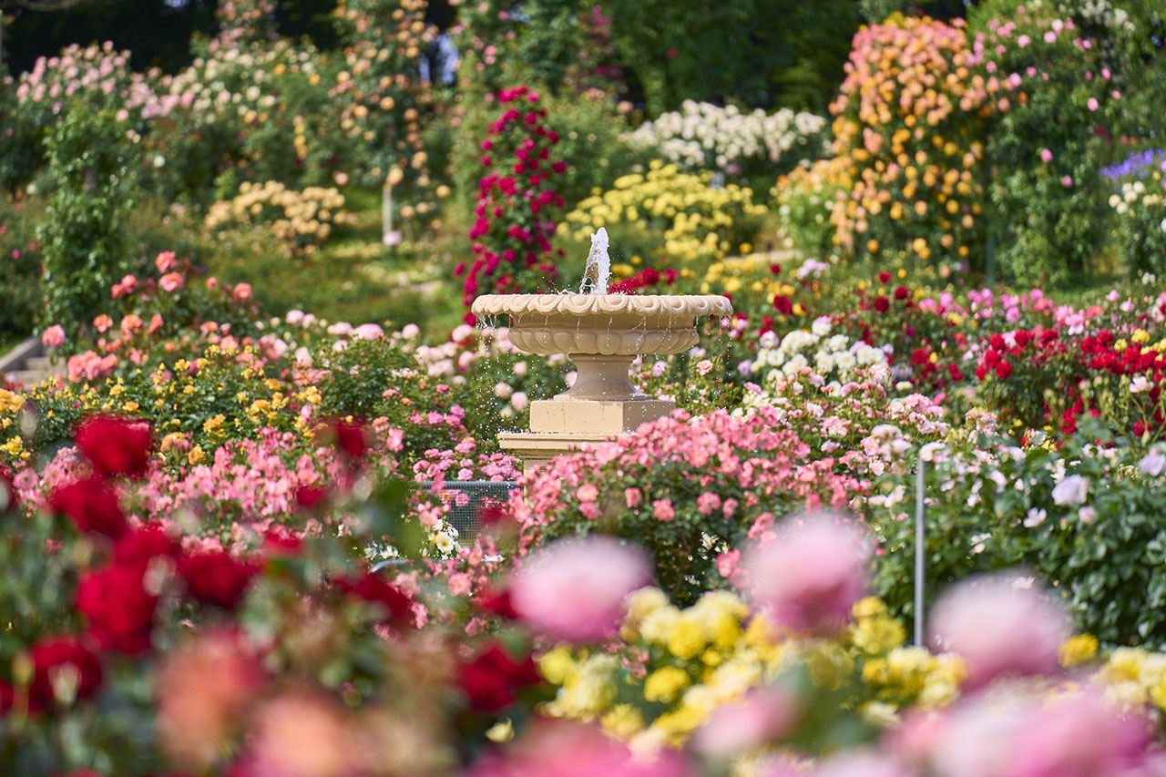 トップオブピーク