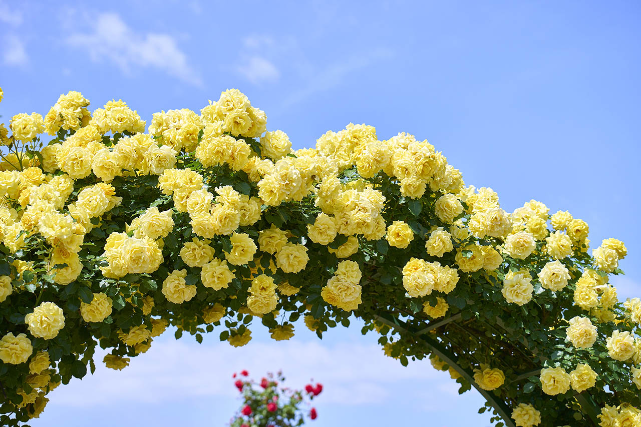 トップオブピーク