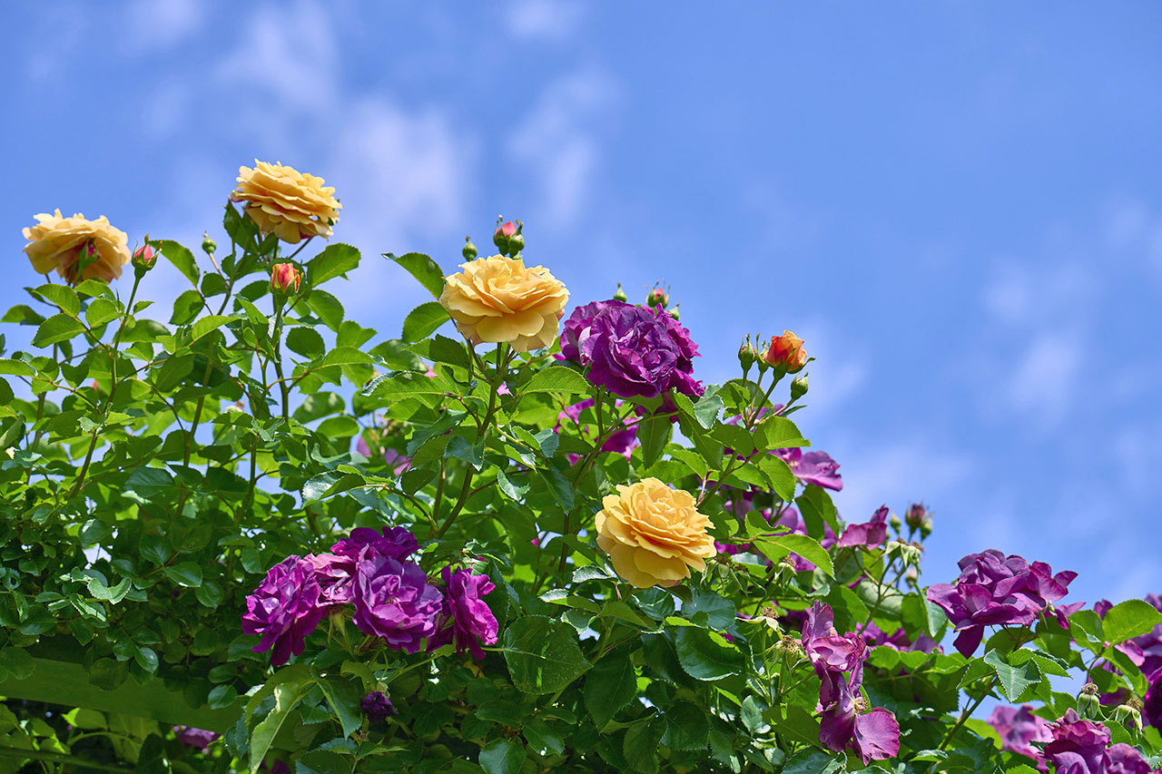 トップオブピーク