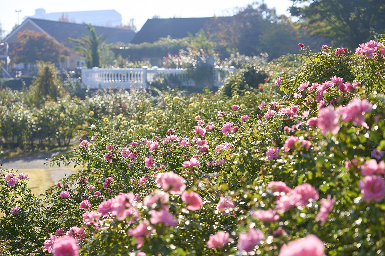 トップオブピーク