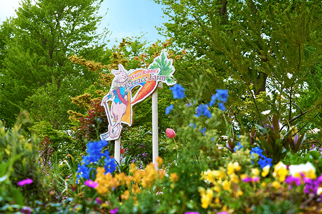 白うさぎの段々畑