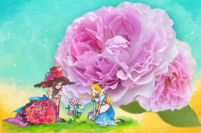 まだ誰も見たことのない新品種のバラ「アリスの初恋」