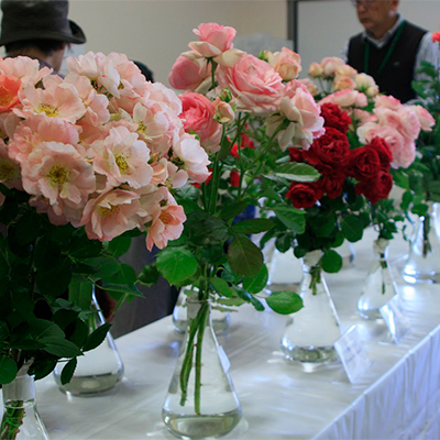 京成バラ会 春のバラ展