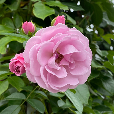 京成バラ園 スプリングフェスティバル It S So In Bloom 京成バラ園 Keisei Rose Garden