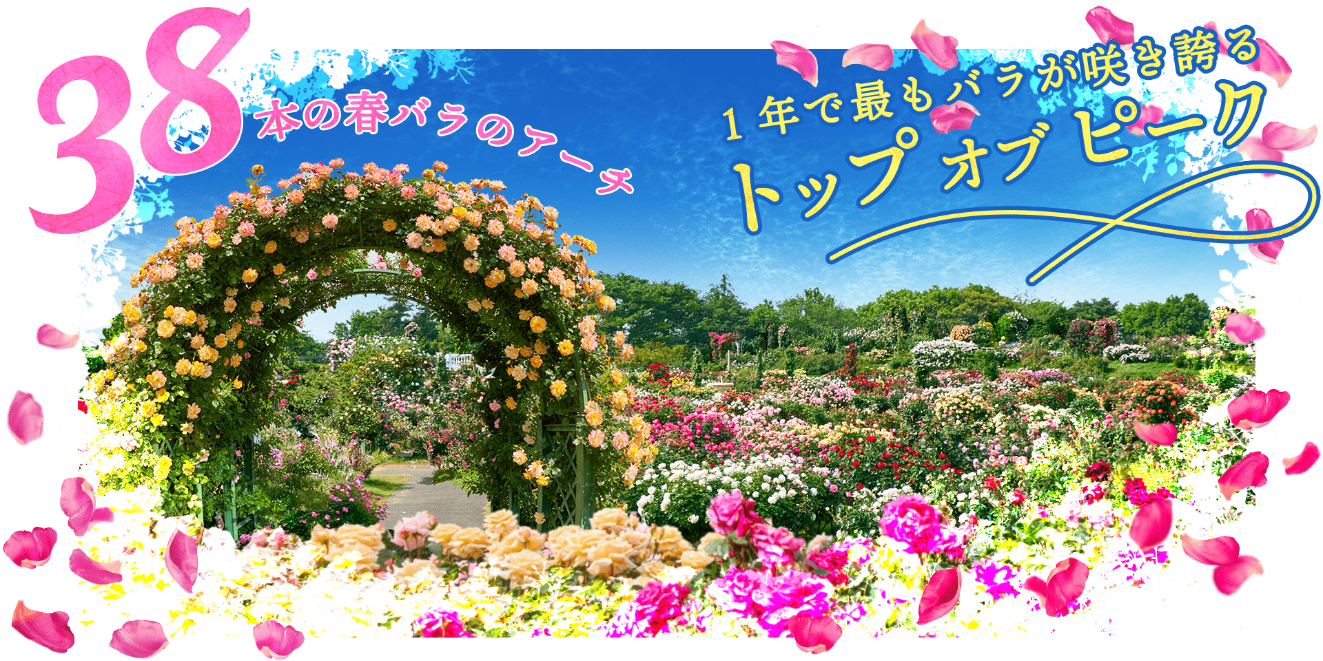 トップオブピーク