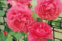 香りのつるバラ 探していませんか バラコラム 京成バラ園 Keisei Rose Garden