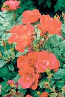 無農薬でも元気に育つバラ ノックアウト バラコラム 京成バラ園 Keisei Rose Garden 無農薬でも元気に育つバラ ノックアウト バラコラム 京成バラ園 Keisei Rose Garden