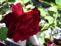 フランスのメイアン社 2代目の名を冠したバラ フランシス デュブレイユ バラコラム 京成バラ園 Keisei Rose Garden フランスのメイアン社 2代目の名を冠したバラ フランシス デュブレイユ バラコラム 京成バラ園 Keisei Rose Garden