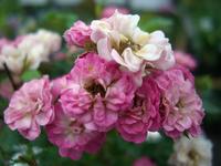 七夕にまつわるバラたち おりひめ ひこぼし 天の川 バラコラム 京成バラ園 Keisei Rose Garden 七夕にまつわるバラたち おりひめ ひこぼし 天の川 バラコラム 京成バラ園 Keisei Rose Garden