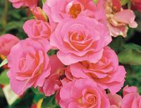 バラコラム 京成バラ園 Keisei Rose Garden バラコラム 京成バラ園 Keisei Rose Garden