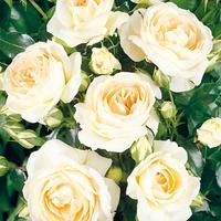 フランス王ルイ１６世の王妃に捧げられたバラ マリー アントワネット バラコラム 京成バラ園 Keisei Rose Garden