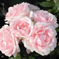 フランス王ルイ１６世の王妃に捧げられたバラ マリー アントワネット バラコラム 京成バラ園 Keisei Rose Garden