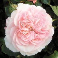 フランス王ルイ１６世の王妃に捧げられたバラ マリー アントワネット バラコラム 京成バラ園 Keisei Rose Garden