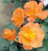 美智子皇后に捧げられたバラ プリンセス ミチコ バラコラム 京成バラ園 Keisei Rose Garden 美智子皇后に捧げられたバラ プリンセス ミチコ バラコラム 京成バラ園 Keisei Rose Garden