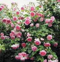 新品種のつるバラ ジャスミーナ シンデレラ バラコラム 京成バラ園 Keisei Rose Garden