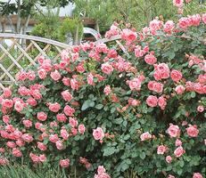 四季咲き性の強いつるバラ大集合 バラコラム 京成バラ園 Keisei Rose Garden