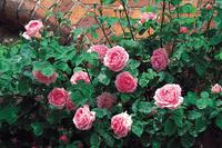 つるバラにしたいイングリッシュローズ ピンク編 四季咲き性の強いつるバラ バラコラム 京成バラ園 Keisei Rose Garden