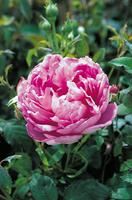 つるバラにしたいイングリッシュローズ ピンク編 四季咲き性の強いつるバラ バラコラム 京成バラ園 Keisei Rose Garden