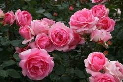 ローズガーデンお散歩日記 第６４回 秋もすごいんです お散歩日記 京成バラ園 Keisei Rose Garden