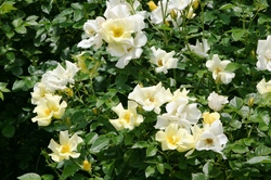 ローズガーデンお散歩日記 第１４７回 夏バラが見頃です お散歩日記 京成バラ園 Keisei Rose Garden