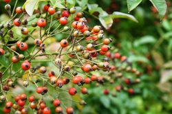 ローズガーデンお散歩日記 第１５６回 深まる秋のバラ お散歩日記 京成バラ園 Keisei Rose Garden