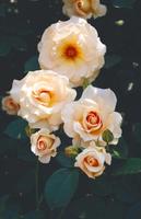 とても優雅で上品なつるバラ ロココ バラコラム 京成バラ園 Keisei Rose Garden