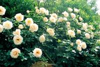 とても優雅で上品なつるバラ ロココ バラコラム 京成バラ園 Keisei Rose Garden