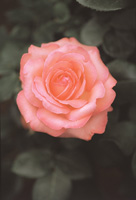 病気に強い強健品種 ピンクパンサー バラコラム 京成バラ園 Keisei Rose Garden