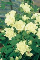 緑色のバラたち バラコラム 京成バラ園 Keisei Rose Garden