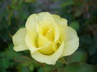 緑色のバラたち バラコラム 京成バラ園 Keisei Rose Garden
