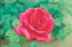 言葉を意味するバラ パローレ バラコラム 京成バラ園 Keisei Rose Garden