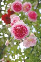 遅咲きのつるバラ ジャスミーナ バラコラム 京成バラ園 Keisei Rose Garden
