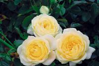 新品種人気投票第1位 レモン ジンジャー バラコラム 京成バラ園 Keisei Rose Garden
