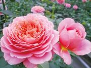 第四回 ２０１１年秋 新品種発表会 サニー アンティーク ロマンティック アンティーク バラコラム 京成バラ園 Keisei Rose Garden