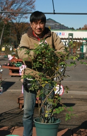 オベリスクの鉢植えをまきまきの巻 バラコラム 京成バラ園 Keisei Rose Garden