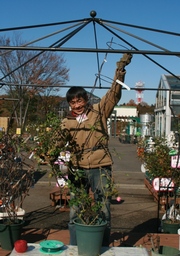 オベリスクの鉢植えをまきまきの巻 バラコラム 京成バラ園 Keisei Rose Garden