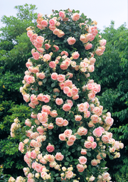 第１回何でも勝手にランキング このバラは絶対に買った方が良いですよ ベスト３ バラコラム 京成バラ園 Keisei Rose Garden