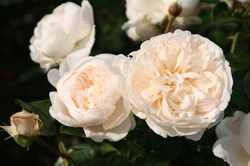 第２回目 何でも勝手にランキング 四季咲き性抜群のつるバラ ベスト3 バラコラム 京成バラ園 Keisei Rose Garden