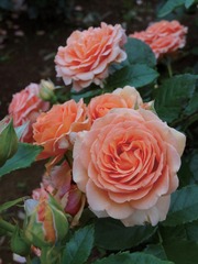 最新品種紹介 コラム第一回目 杏奈について研究開発部の武内に聞きました バラコラム 京成バラ園 Keisei Rose Garden
