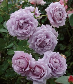 最新品種紹介 コラム第二回目 最強の青バラ登場 その名は ノヴァーリス バラコラム 京成バラ園 Keisei Rose Garden