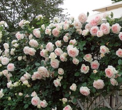 最新品種紹介 コラム第三回目 オリュンポス１２神 第２の女神 アルテミス バラコラム 京成バラ園 Keisei Rose Garden