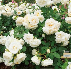最新品種紹介 コラム第三回目 オリュンポス１２神 第２の女神 アルテミス バラコラム 京成バラ園 Keisei Rose Garden