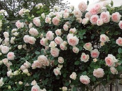 優秀な大輪の白いつるバラを探している方に ブラン ピエール ドゥ ロンサール バラコラム 京成バラ園 Keisei Rose Garden