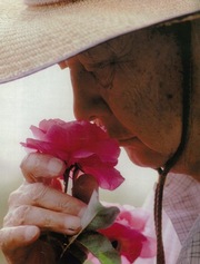 鈴木省三 すずき せいぞう 生誕100周年記念のバラが誕生 その名は ミスター ローズ バラコラム 京成バラ園 Keisei Rose Garden
